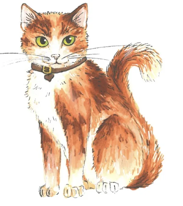 Coconut, chat roux et blanc aux yeux verts avec un collier brun